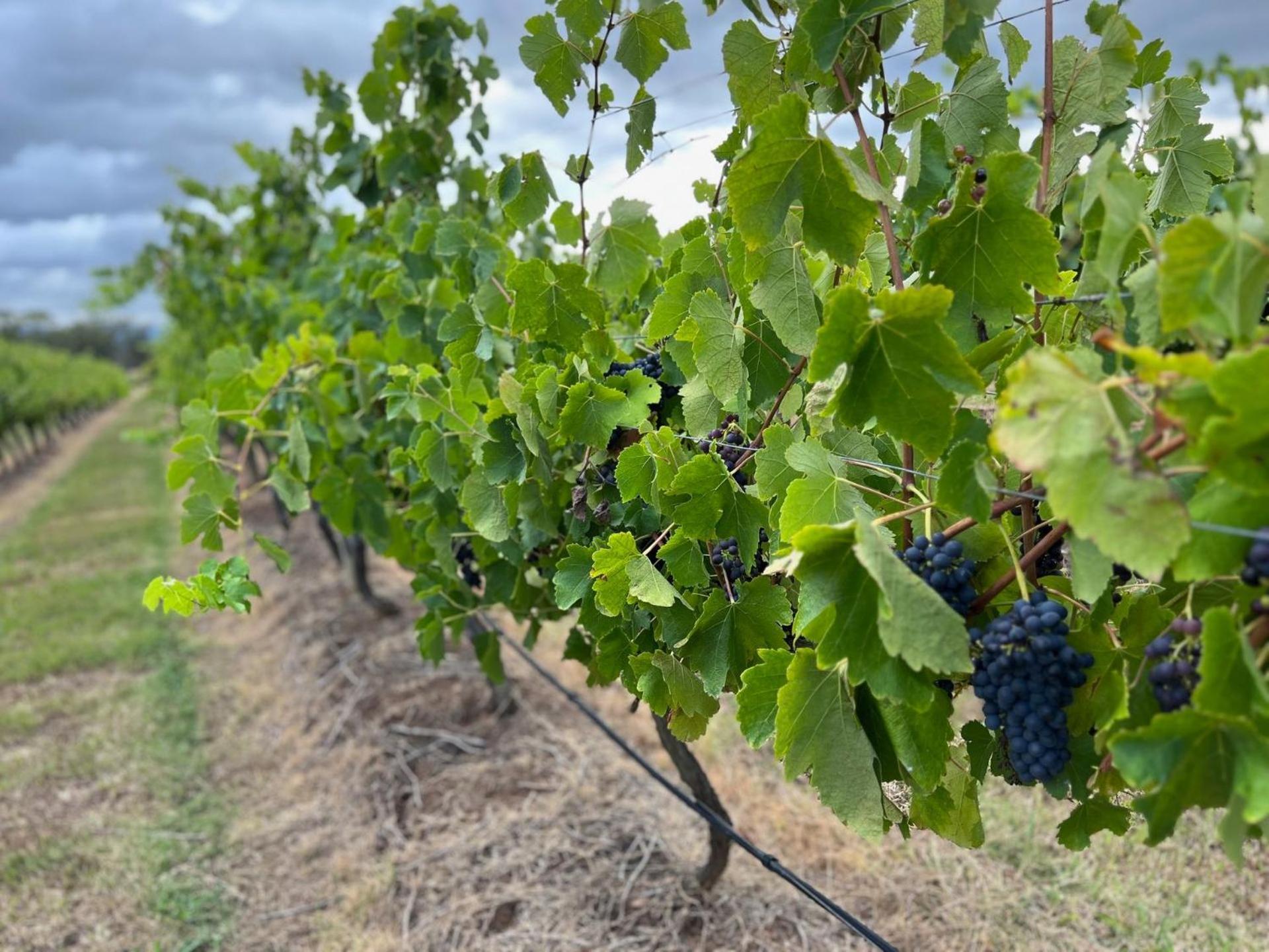 Bracken Ridge Vineyard The Entire Estate Rothbury Εξωτερικό φωτογραφία