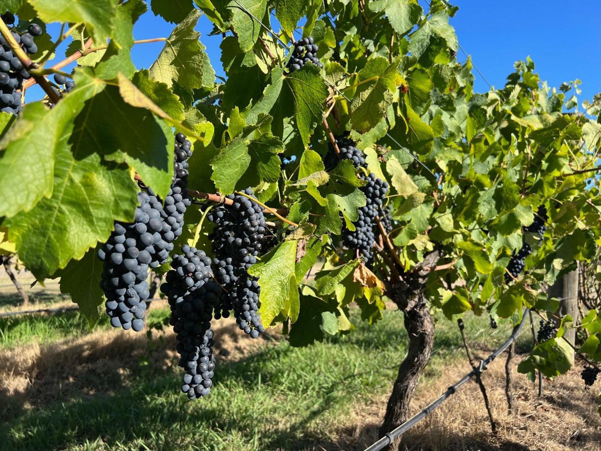 Bracken Ridge Vineyard The Entire Estate Rothbury Εξωτερικό φωτογραφία