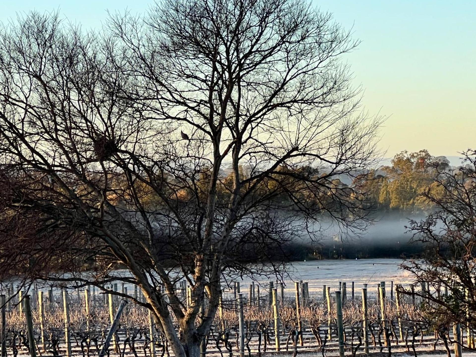 Bracken Ridge Vineyard The Entire Estate Rothbury Εξωτερικό φωτογραφία
